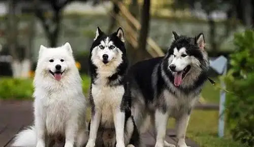 雪橇三傻为什么智商低?雪橇三傻分别是哪三种狗?