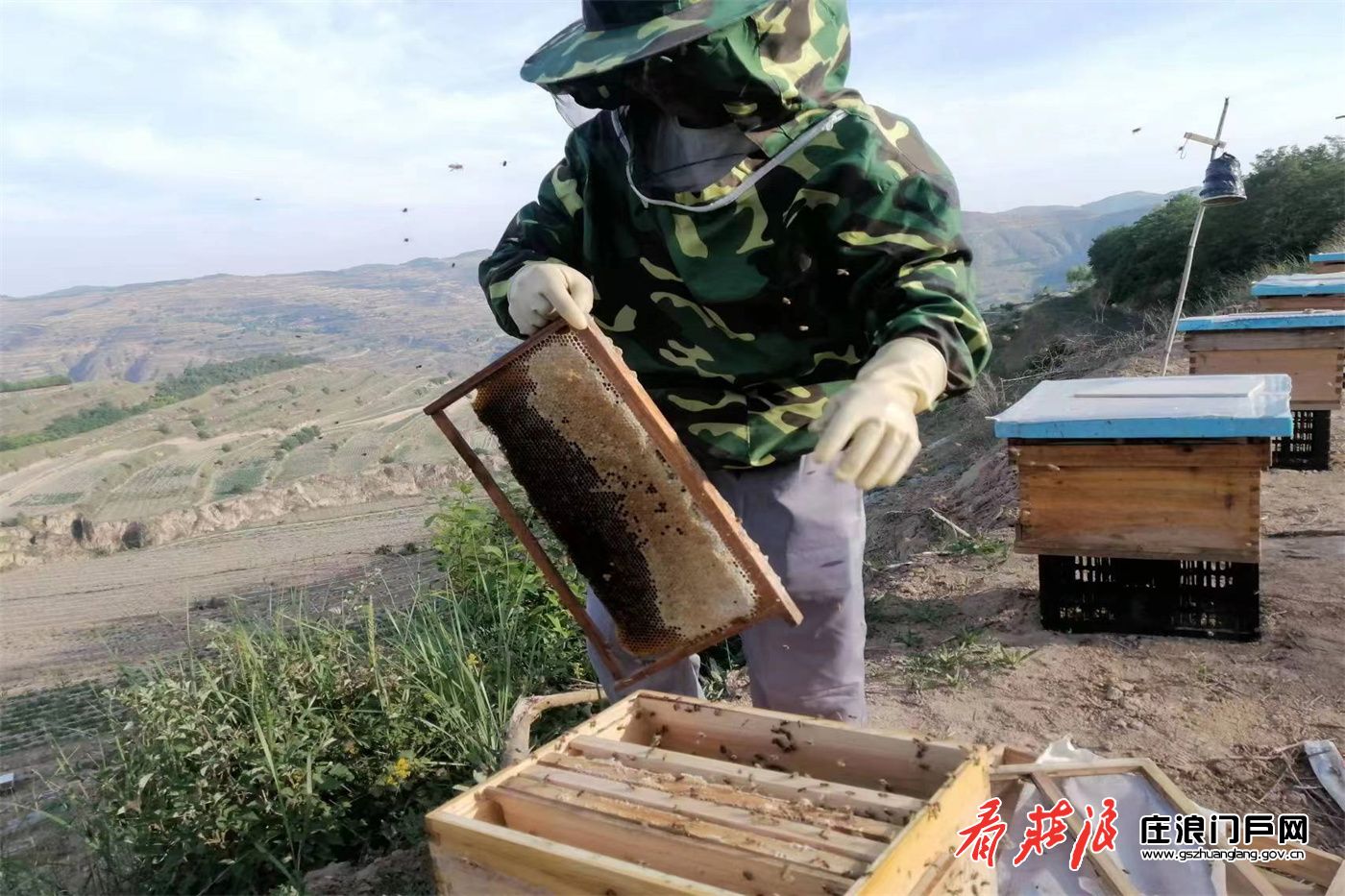 庄浪：土蜂蜜助力乡村振兴